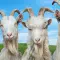 Goat Simulator 3 模拟山羊 3 [DLC 解锁] [凝聚力] [DLC Unlock] [Steam & Epic & PC Game Pass / Xbox] [Windows & SteamOS]