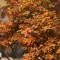 Survive the Fall 秋末求生 [DLC 解锁] [凝聚力] [DLC Unlock] [Steam & Epic] [Windows & SteamOS]
