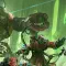 Warhammer 40000 Mechanicus 战锤40K 机械神教 [DLC 解锁] [凝聚力] [DLC Unlock] [Steam & Epic] [Windows & SteamOS & macOS]